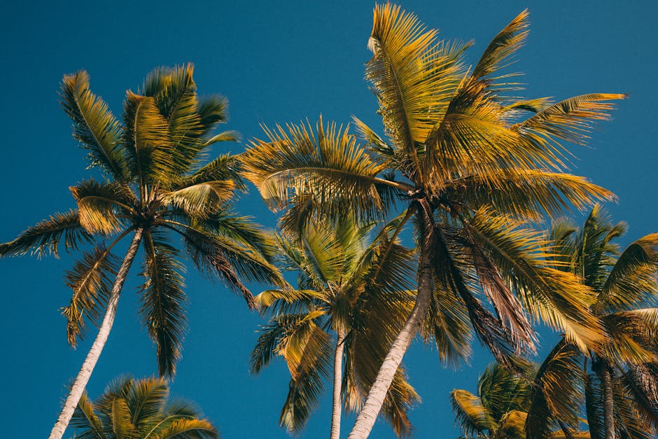 Capture of vibrant palm trees against a clear blue sky in Samana, Dominican Republic.